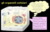 Gli organelli cellulari tutte le cellule presentano al loro interno una serie di organelli, strutture specializzate nello svolgimento di particolari funzioni.