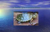 Le Tartarughe dacqua dolce. La più comune tra le tartarughe dacqua dolce è la Trachemys scripta elegans. Il suo carapace è ovale e verde e si scurisce.