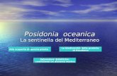 Posidonia oceanica La sentinella del Mediterraneo Alla scoperta di questa pianta La biodiversità della prateria di Posidonia Eplorazioni didattiche: costruiamo.