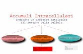 Accumuli Intracellulari indicano un processo patologico allinterno della cellula Metabolismo della cellula Metabolismo della cellula compartimento extracellulare.