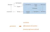 Neurulazione differenziamento del mesoderma formazione degli annessi embrionali gastrulazione.