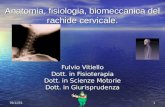 104/06/2014 Anatomia, fisiologia, biomeccanica del rachide cervicale. Fulvio Vitiello Dott. in Fisioterapia Dott. in Scienze Motorie Dott. in Giurisprudenza.
