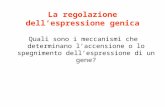 La regolazione dell’espressione genica Quali sono i meccanismi che determinano l’accensione o lo spegnimento dell’espressione di un gene?
