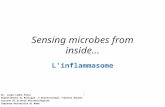 Sensing microbes from inside… L’inflammasome Dr. Luigi Lembo Fazio Dipartimento di Biologia e Biotecnologia “Charles Darwin” Sezione di Scienze Microbiologiche.