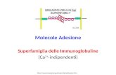 Molecole Adesione Superfamiglia delle Immunoglobuline (Ca 2+ -indipendenti) .