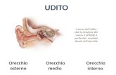 Il senso dell’udito, cioè la ricezione del suono, è affidato a particolari recettori situati nell’orecchio.