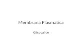 Membrana Plasmatica Glicocalice. GLICOCALICE Tutte le membrane plasmatiche e alcuni altri tipi di membrana interne contengono quantità significative.