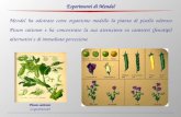 Mendel ha adottato come organismo modello la pianta di pisello odoroso Pisum sativum e ha concentrato la sua attenzione su caratteri (fenotipi) alternativi.