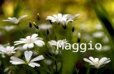 Maggio Maggio ridente Maggio, con la tua veste ricamata di fiori, t'ha inventato splendori la mattina celeste. Dal campo che s'indora e il nuovo grano.