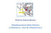 Matrice Extracellulare Metalloproteasi della Matrice («Matrixins», clan di «Metzincins»)