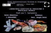 Scuola Interuniversitaria Siciliana di Insegnamento Secondario Indirizzo 1 – Classe A059 – VIII Ciclo LABORATORIO DIDATTICO DI EVOLUZIONE E MORFOLOGIA.