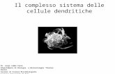 Il complesso sistema delle cellule dendritiche Dr. Luigi Lembo Fazio Dipartimento di Biologia e Biotecnologia “Charles Darwin” Sezione di Scienze Microbiologiche.