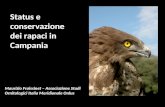 Status e conservazione dei rapaci in Campania Maurizio Fraissinet – Associazione Studi Ornitologici Italia Meridionale Onlus.