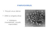 PARVOVIRUS Piccoli virus sferici DNA a singola elica Infettano invertebrati, uccelli, mammiferi.