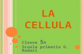 L A CELLULA Classe 5 A Scuola primaria G. Rodari.