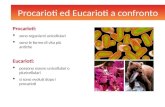 Procarioti ed Eucarioti a confronto Procarioti:  sono organismi unicellulari  sono le forme di vita più antiche Eucarioti:  possono essere unicellulari.