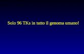 Solo 96 TKs in tutto il genoma umano!. Nucleus GRB2 GAB2 SOS RAS GDP SHC RAS GTP ERK JUN.