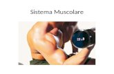 Sistema Muscolare. Cos’è? Il sistema muscolare è l'insieme di tessuti che permette, attraverso la contrazione muscolare, il movimento del soggetto e lo.