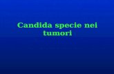 Candida specie nei tumori. Candida specie nei pazienti oncologici: problema irrisolto.