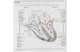 Le 4 fasi principali del ciclo cardiaco I° stato di attività del miocardioII° stato delle valvole La contrazione AD precede AS La contrazione VS precede.