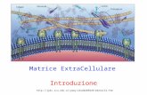 Matrice ExtraCellulare Introduzione 28E%29/edetail4.htm.