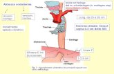 Abbozzo endoderma dorsalm. esofago ventralm. trachea Inizia nel faringe dal m. cricofaringeo (s. esofageo sup) muscolatura striata Inizialmente epitelio.
