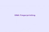 LLC Bologna - 2009 DNA Fingerprinting. Prerequisiti Per affrontare questa attività bisogna conoscere: La struttura del DNA I plasmidi Gli enzimi di restrizione.