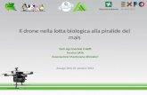 Il drone nella lotta biologica alla piralide del mais Dott.Agr.Gabriele Caleffi Tecnico SATA Associazione Mantovana Allevatori Assago (MI) 25 ottobre 2014.