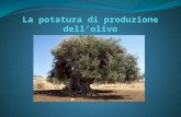 Scopo della potatura di produzione 1. Avere una produzione costante nel tempo; 2. Evitare il fenomeno dell’alternanza di produzione nella pianta; 3. Permettere.
