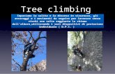 Tree climbing Impariamo la salita e la discesa in sicurezza, gli ancoraggi e i movimenti da seguire per lavorare senza rischi una volta raggiunta la chioma.