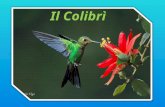 Il Colibrì. I Trochilidi sono una famiglia di uccelli dell'ordine Apodiformes, che comprende 342 specie comunemente note come colibrì. Sono considerati.