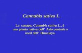 Cannabis sativa L. La canapa, Cannabis sativa L., è una pianta nativa dell’ Asia centrale a nord dell’ Himalaya.
