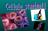 Le cellule staminali sono cellule primitive, ossia non specializzate, dotate della singolare capacità di trasformarsi, a partire dall’embrione e per tutta.
