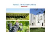 AZIENDA VITIVINICOLA CANDIDO Sandonaci. Una giornata all’azienda vitivinicola di Francesco Candido… Con un’iniziativa da parte dei proff. Vignola, Balestra.
