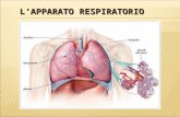 1. 2 L’apparato respiratorio ha il compito di portare l’aria a contatto del sangue. Il sangue assorbe dall’aria l’ossigeno e cede l’anidride carbonica.