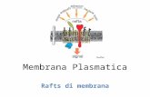 Membrana Plasmatica Rafts di membrana. Falchetto, Dottorato 2013.