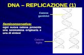 DNA – REPLICAZIONE (1) Catene genitrici Catenefiglie Semiconservativa: ogni nuova catena presenta una semicatena originaria e una di sintesi.