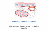 Matrice Extracellulare «Basement Membrane», Lamina Basale.