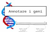 Annotare i geni 5’ 3’ Gene xxxx 3 esoni proteina y Gene zzzz 7 esoni proteina w