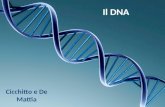 Il DNA Cicchitto e De Mattia. Il DNA fu inizialmente isolato dal biochimico svizzero Friedrich Miescher che, nel 1869, individuò una sostanza microscopica.