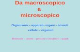 Da macroscopico a microscopico Organismo – apparati- organi – tessuti cellule – organuli Molecole – atomi – protoni e neutroni - quark.