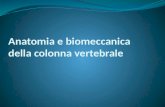 Anatomia e biomeccanica della colonna vertebrale.