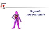 Apparato cardiovascolare. Il sistema cardiovascolare è un sistema chiuso, formato dai vasi e dal cuore.
