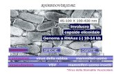 RHABDOVIRIDAE 45-100 X 100-430 nm Genoma a RNAss (-) 10-14 kb Involucro capside elicoidale Lyssavirus virus della rabbia mammiferi-uomo *Virus della Stomatite.
