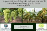 La protezione della vite ad uva da tavola da oidio e muffa grigia in Italia meridionale A.Santomauro, C. Dongiovanni.