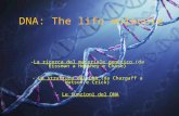 DNA: The life molecule -La ricerca del materiale genetico (da Eissman a Hershey e Chase) - La struttura del DNA (da Chargaff a Watson e Crick) - Le funzioni.