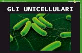 GLI UNICELLULARI. Che cosa sono gli unicellulari Gli unicellulari sono organismi formati da una sola cellula. Sono i primi esseri viventi comparsi sul.