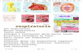 © P. Forster & B. Buser T&P pp. 688 … 738; AF 5.22 & 23; MN 4.10; PT 5.115.10.03 MmP 10.3 1 / 12 Vie respiratorie Mucosa respiratoria Tratto nasale Allergie.