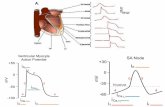 COSA DOBBIAMO RICORDARE 14. Sistema cardiocircolatorio I: Il Cuore 1.Circolazione sistemica e polmonare: Funzioni del sistema 2.Cenni di anatomia.