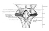 Peduncolo cerebellare superiore Ponte Collicolo del faciale Eminenza mediana Solco limitante Area vestibolare Strie midollari Solco mediano posteriore.